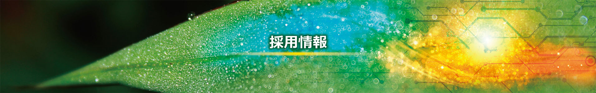 採用情報